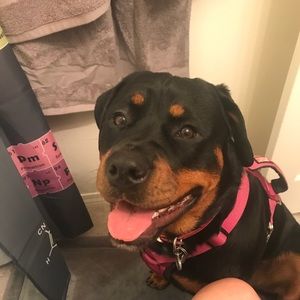 Meet your Posher, Hector